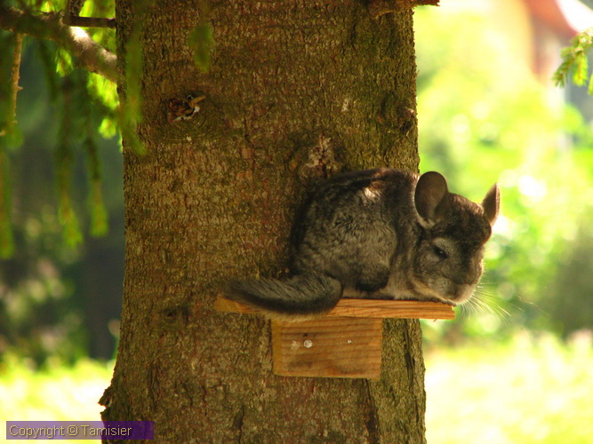 2008-09-01 13-02-06.JPG - 2008-RO>Poiana Brasov